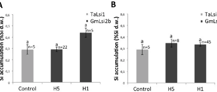 Figure 5. Silicon (Si) accumulation in shoots of transgenic Arabidopsis plants grown in the  presence (Si+) of soluble Si with the GmLsi2b gene (A) or GmLsi2c gene (B)