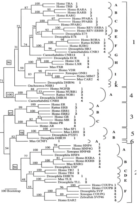 Figure 3.  Classification des NR selon l’arbre phylogénétique des 65 NR  découverts (Nuclear Receptors Nomenclature Committee, 1999)