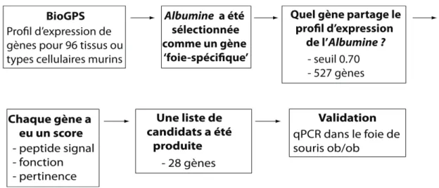Figure 4 Stratégie d'identification de nouveaux gènes dont l’expression est spécifique au foie et modulée en  contexte d’obésité