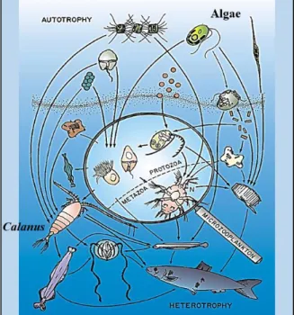 Figure 1.3 The planktonic food web showing  protozoan and metazoan consumers at arrow  caps