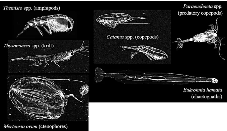 Figure 1.4 Photographs of living holo-zooplankton captured in-situ by a zooplankton imager  (Lightframe  On-sight  Key  Species  Investigation  System;  Schmid  et  al