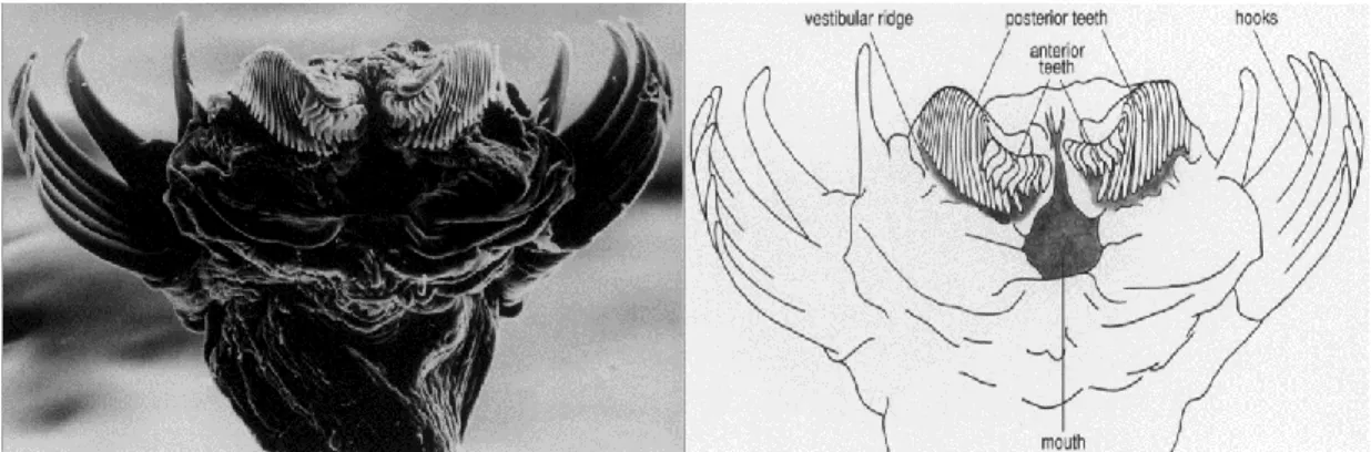 Figure  1.7  Photograph  of  a  chaetognath’s  head  taken  by  Scanning  Electron  Microscopy  (left) with parts labelled (right)