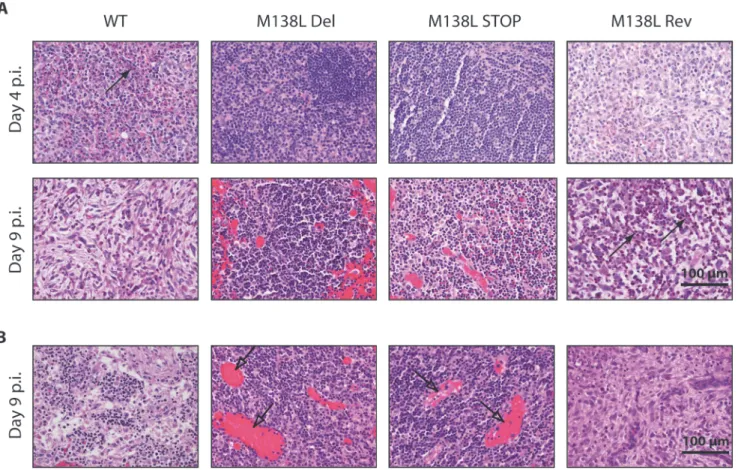 Fig 6. Histological differences of lymph nodes from rabbits infected by the Myxoma virus strains