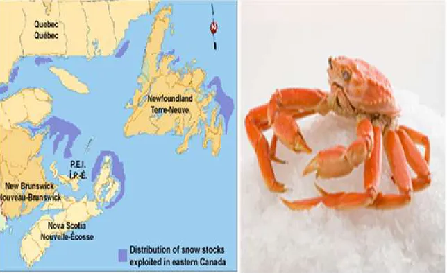 Fig 1:   Distribution du crabe des neiges (Chionoecetes opilio)  (Ministère des pêches et  des océans) 
