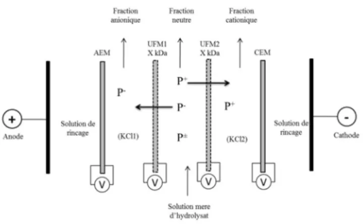 Fig 9:  Configuration  de  la  séparation  de  peptides  anioniques  (a)  et  cationiques  (b)  et  simultanée (c) (Poulin et al