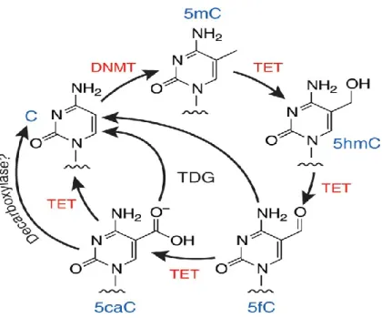 Figure 1.1 - Cycle de déméthylation proposé par Huang et Rao 2012 