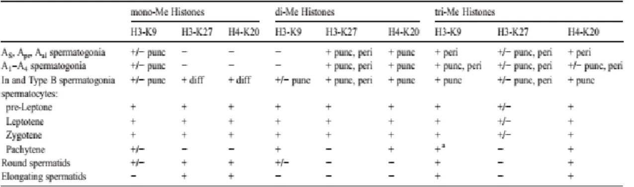 Figure  1.3 -  Résumé  des  modifications  sur  les  histones  subvenant  pendant  les  différentes phases de la spermatogénèse(Payne and Braun 2006)