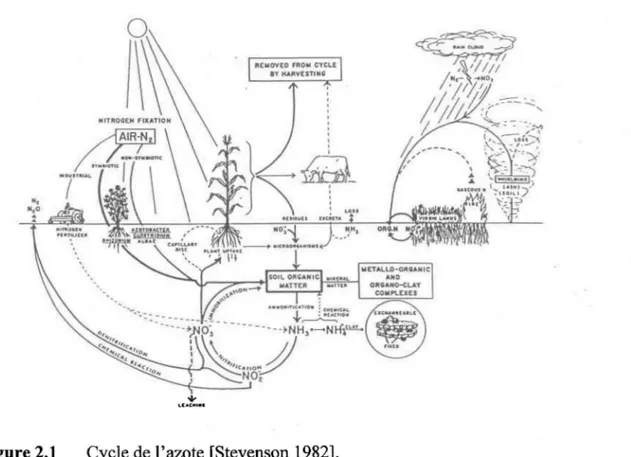 Figure 2.1  Cycle de l'azote [Stevenson 1982]. 