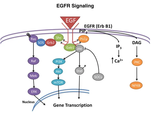 Figure 11 : La voie de signalisation EGF. 