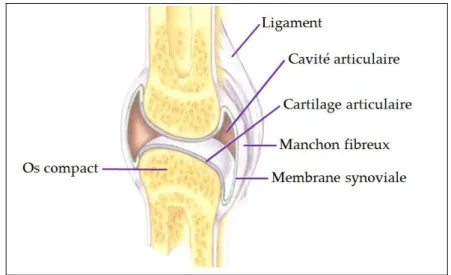 Figure 1 : Structure générale d’une articulation synoviale selon Marieb et al. [4]. 