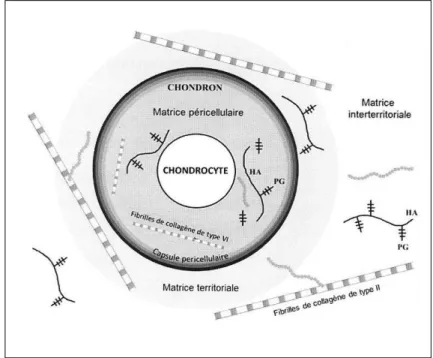 Figure  5 :  Représentation  schématique  des  compartiments  de  la  matrice  extracellulaire  du  cartilage  selon  Sobol et al