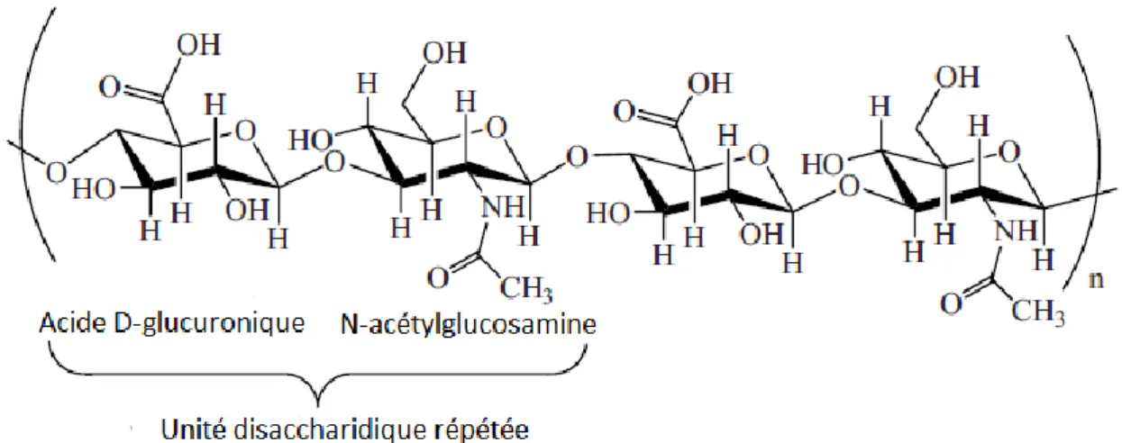 Figure 8 : Structure chimique de l’acide hyaluronique. Adapté d’après Khan et al. [40]