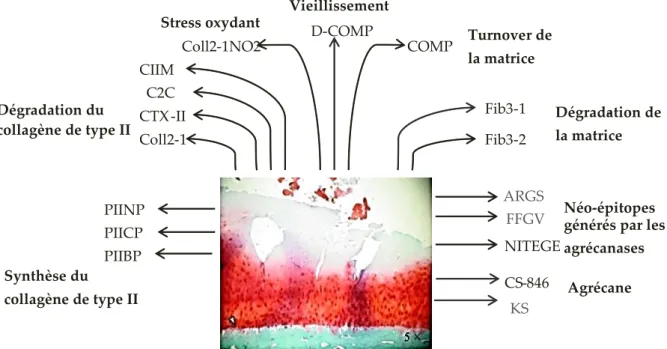 Figure 19 : Un aperçu des biomarqueurs solubles dérivés du cartilage. Modifié de Henrotin et al