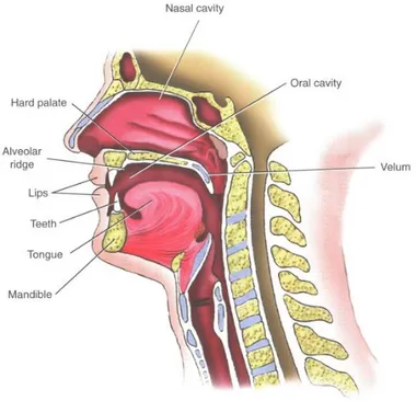 Figure 6.  Vue  sagittale  des  articulateurs.  Image  de  Seikel/King/Drumright,  extraite  d’« Anatomy  &amp; 