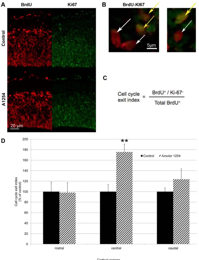 Figure 3. Aroclor 1254 increases cell cycle exit. Evaluation of cell cycle exit after fetal exposure to corn oil or Aroclor 1254