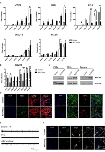 Figure 2. MECP2dup derived neurons exhibit modulation in cortical gene expression