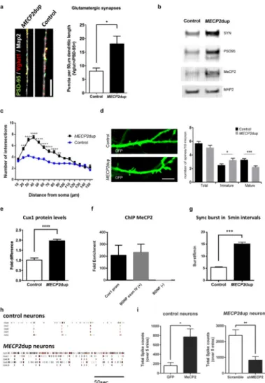 Figure 3. MECP2dup cortical neurons exhibit increased synaptic gene expression and dendritic  arborization