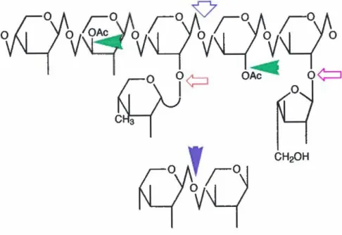 Figure  1:  Représentation schématisée d'une molécule d'hétéroxylan avec les  sites d'attaque des enzymes du système xylanolytique