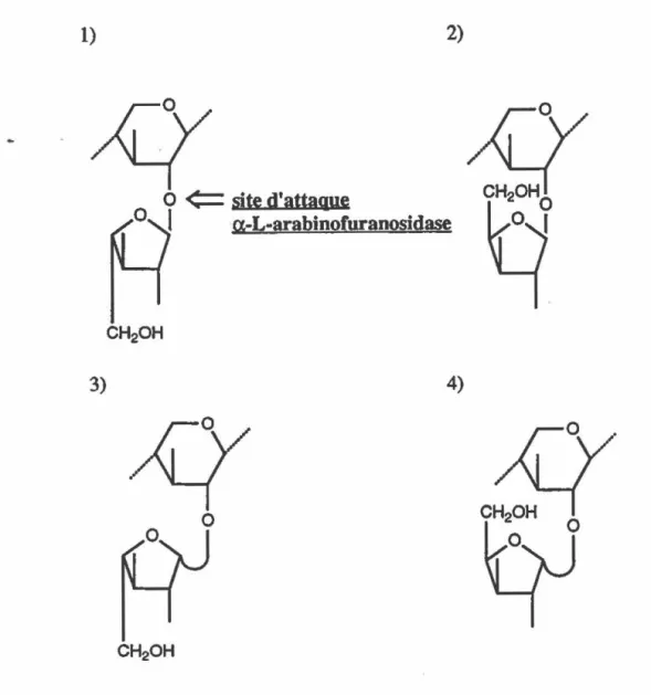 Figure  2:  Configurations probables de l'arabinose sur le  ~-D-1,4-xylan 
