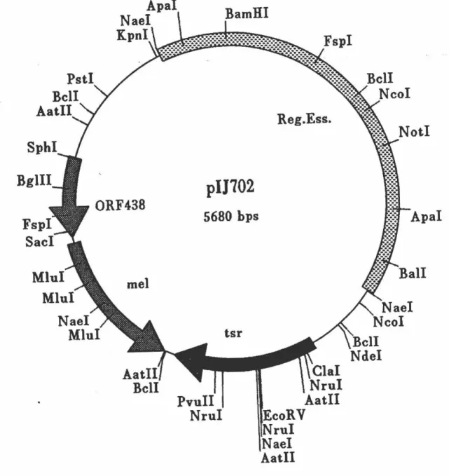 Figure 4:  Carte de restriction du  plasmide  piJ702. 