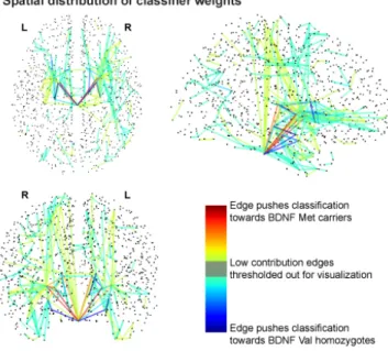 Figure 2. Classifier weight distribution. The weights obtained by the classifier have been plotted as network edges in order to show their spatial distribution