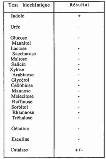 TABLEAU  III:  Résultats  des  tests  biochimiques  du  système  API  20E  réalisés  sur  la  souche  PCP·l