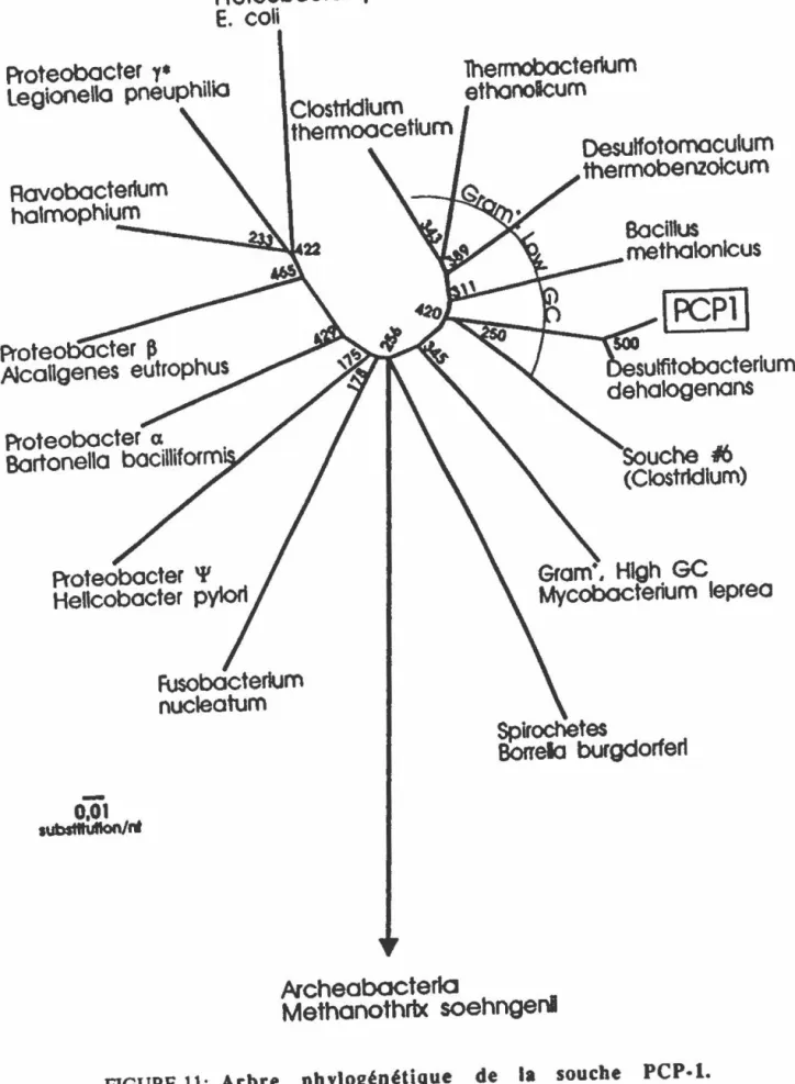 FIGURE  11 :  Arbre  phylogénétique  de  la  souche  PCP-1. 