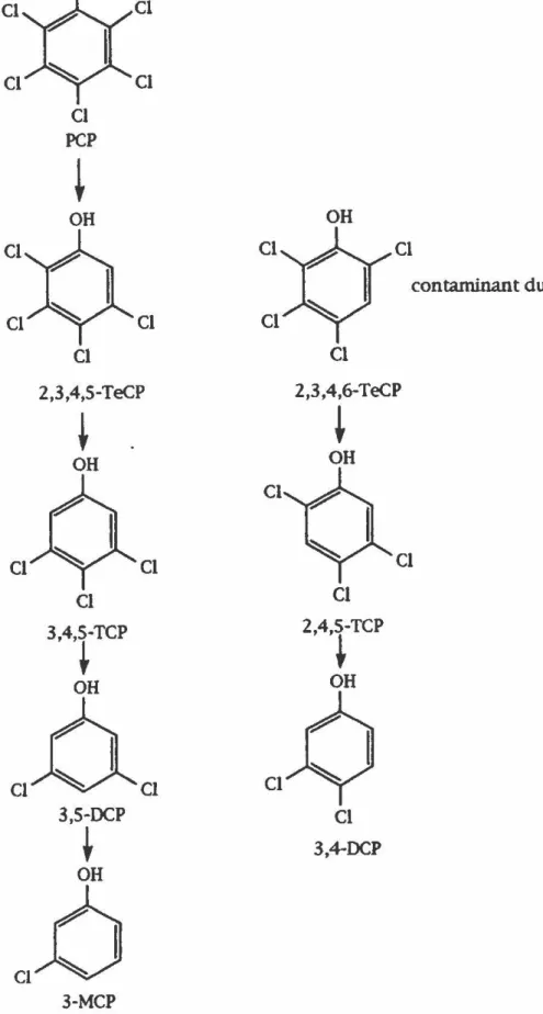 FIGURE  12:  Voie biochimique de  la  déchloration du PCP  par la  souche  PCP-1. 