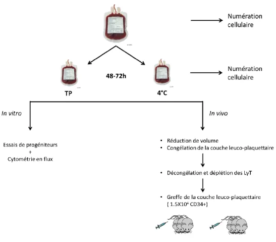 Figure 3.      Schéma de la méthodologie utilisée pour les essais in vivo 
