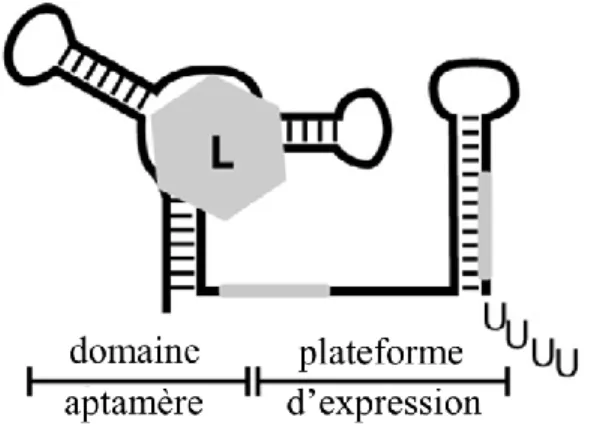 Figure 1.2  Les deux domaines d’un riborégulateur.  Le domaine de l’aptamère  est  situé à  gauche et permet la liaison avec le ligand (L) et la plateforme d’expression est située à droite