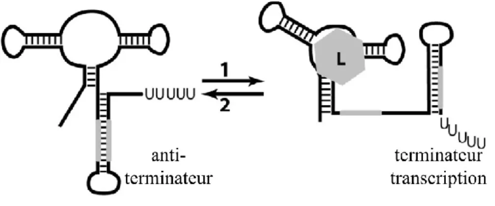 Figure  1.3  Mécanisme  de  régulation  transcriptionnelle  du  riborégulateur.  En  (1),  le  ligand  (L)  se  lie  au  riborégulateur  qui  change  de  conformation  et  forme  un  terminateur  de  transcription