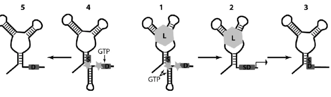 Figure  1.6  Mécanisme  de  régulation  de  l’épissage  alternatif  du  riborégulateur  à  c-di- c-di-GMP