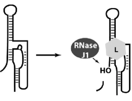 Figure tirée de l’article Lünse et al. (2014)  1.2.1.6 Les ribozymes 