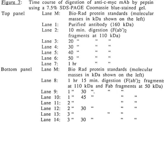 Figure  7:  Time  course  of  digestion  of  anti-c-myc  mAb  by  pepsin  using  a  7.5%  SOS-PAGE  Coomassie  blue-stained  gel