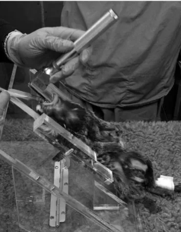 Figure 2 Positioning of the marmoset on the table for intubation