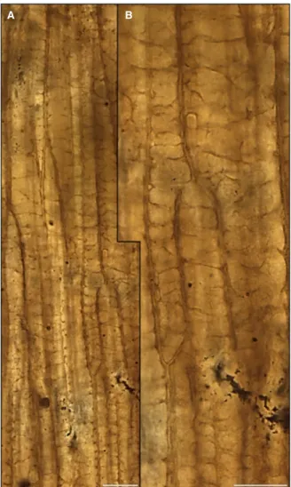 Fig. 2. Horneophyton water-conducting cells observed from the Rhynie chert collections of Munster University (Slide P 5012).