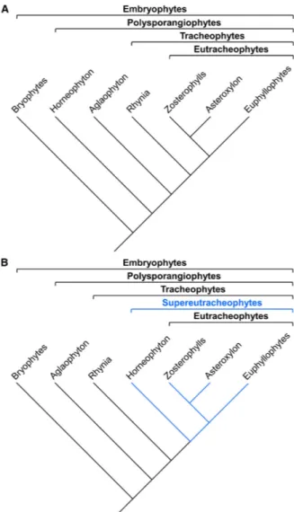 Fig. 4. Synthetic comparison of the basalmost evolutionary rela- rela-tionships among land plants