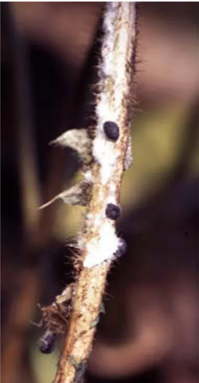 Figure 1: Tige de soja portant moisissure blanche et sclérotes du S. sclerotiorum (photo: Denis  Marois)