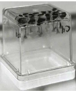 Figure 4: Production et collecte des ascospores du S. sclerotiorum sur lames de verre en  contenant Magenta
