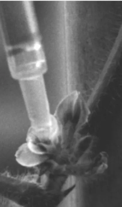 Figure 7: Dépôt de la suspension d’ascospores du S. sclerotiorum dans une fleur de soja à l’aide  d’une micropipette