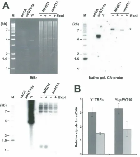 Figure 1  A  {kb)  7  4  2  1.6  (kb)   7- 4-1.6- 21  -M  Et Br M 