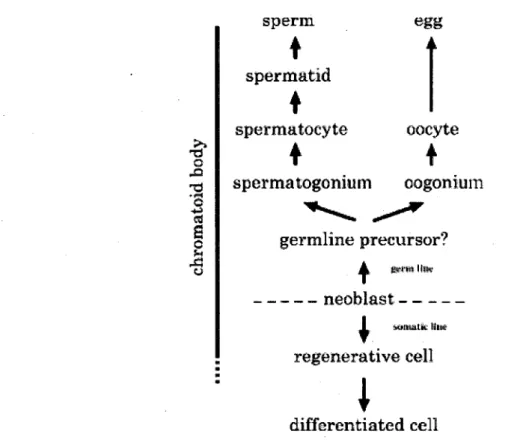 Figure 4 Schema de l'implication  du corps chromato'ide dans la cytodifferentiation  des  neoblastes et des cellules germinales de vers planaires 