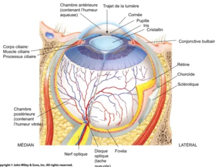 Figure 1.1 : Anatomie du globe oculaire et de ses structures internes. Image  tirée de la librairie d’images libres de droit en 