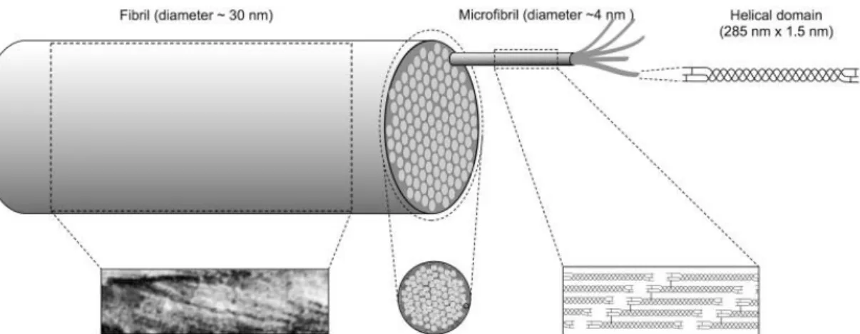 Figure 1.3 : Structure d’une fibrille de collagène. Image tirée de : Meek, Keith et  M