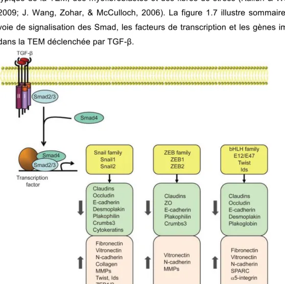 Figure 1.7 : Facteurs de transcription et gènes modifiés par la TEM induite par  TGF-β