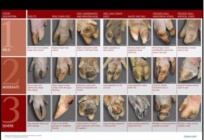Figure 2.1 Feetfirst claw lesion score scale for sows developed by Zinpro  