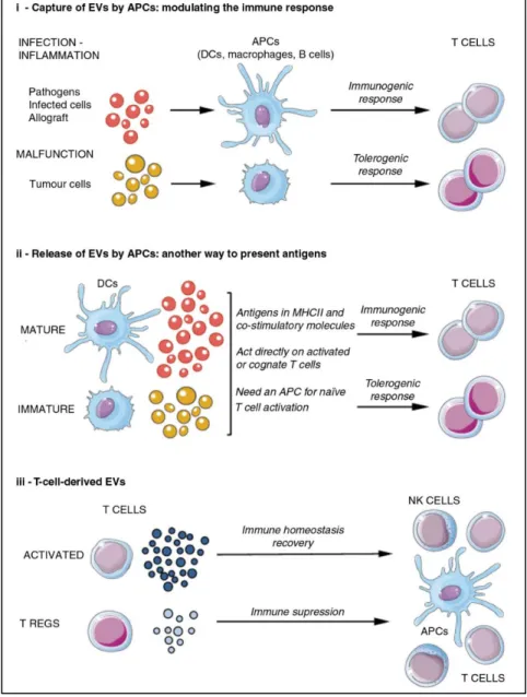 Figure 4. Les vésicules extracellulaires et la régulation du système immunitaire. 