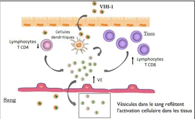 Figure 5. Schématisation du rôle de biomarqueur potentiel des VEsp dans l’infection  par le VIH-1
