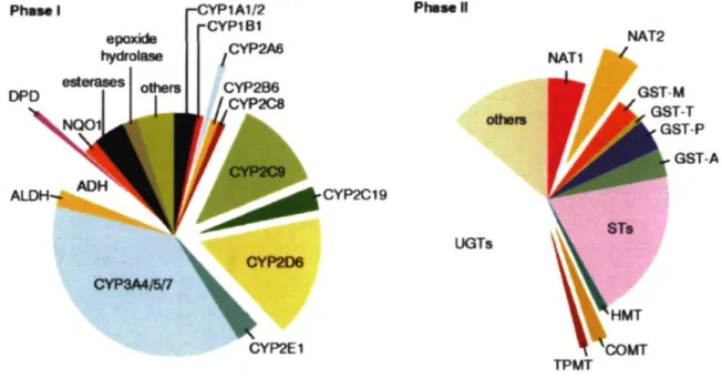 Figure 1. Principales enzymes impliquées dans la biotransformation déphasé I et de  phase II des médicaments