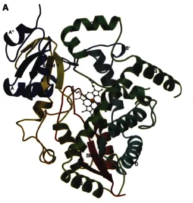 Figure 5. Structure tridimensionnelle du CYP3A4 et de son site actif  46 